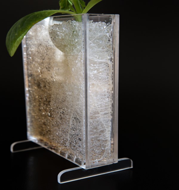 Хемотропизм корней. Пример отрицательного хемотропизма корней. Движения растений. Проект "Живые лабораторные по биологии"."