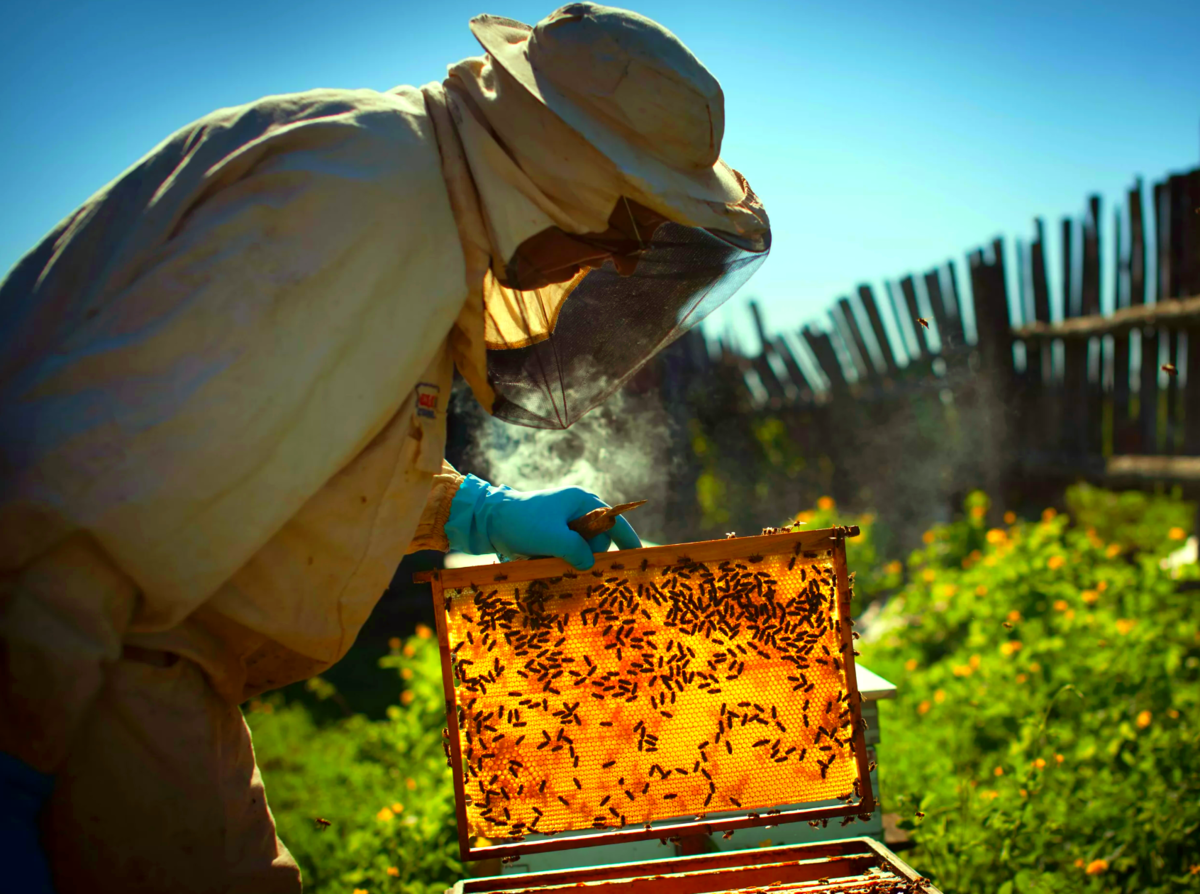 Пасечник на пасеке. Пчеловодное хозяйство "Пасечник Шишкин". Пасека бортничество картина. Пчелы пасека. Мед пчелы пасека