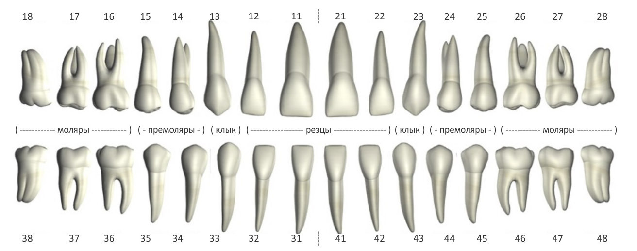 Нумерация зубов в стоматологии: полное описание постоянных и молочных зубов