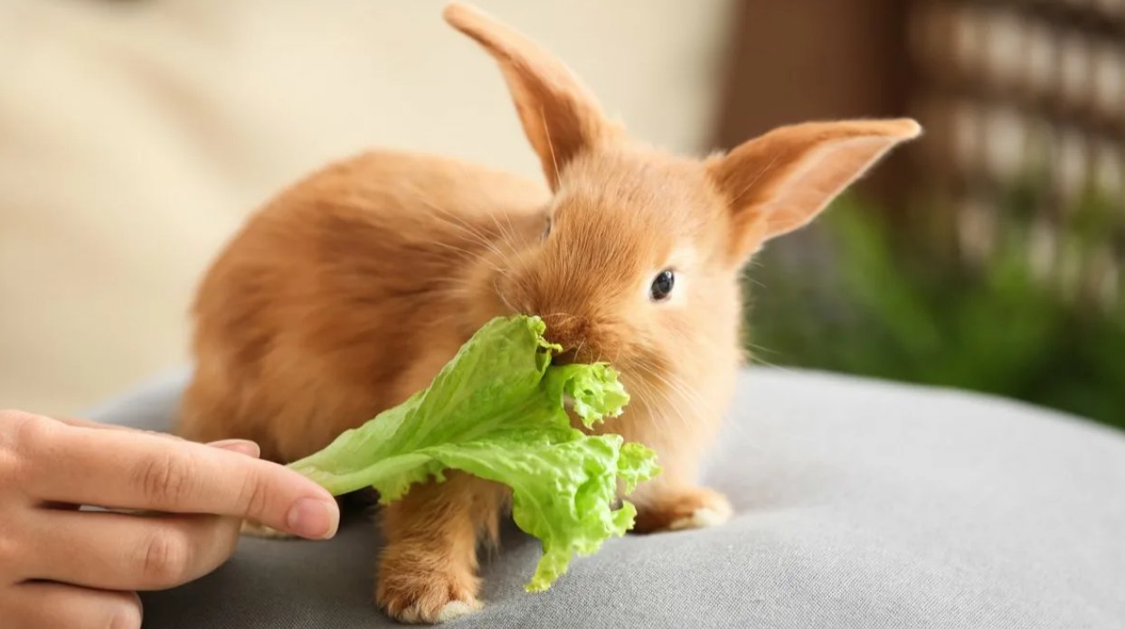 Можно ли кроликам яблоки: советы по питанию и здоровью кроликов
