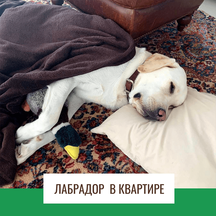 Подходит ли лабрадор для жизни в квартире