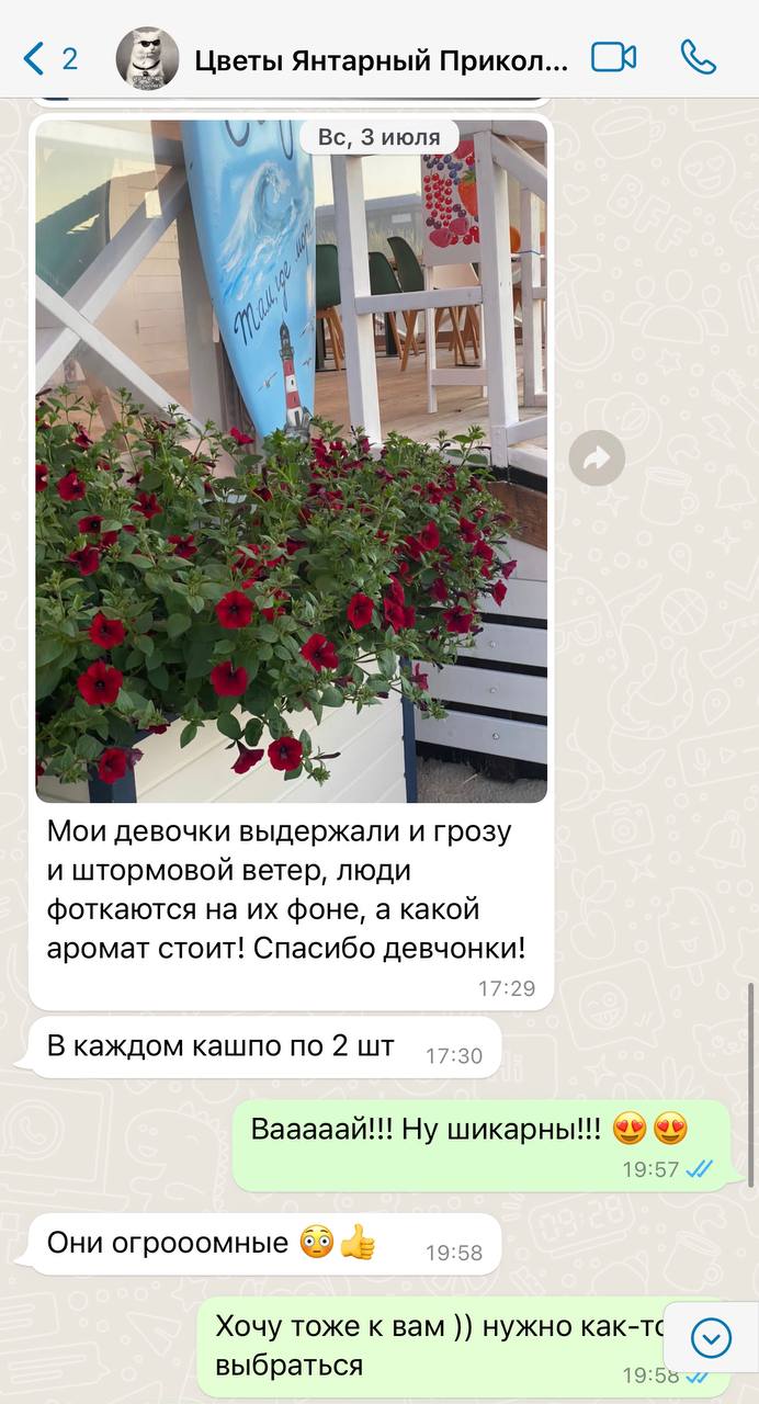 Гигантские петунии Калининград