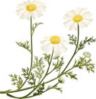 натуральная косметика, магазин профессиональной косметики, крем для ног, крем для ног с мочевиной, крем для ног купить, масло для ногтей, масло монарды для ногтей, масло для ногтей купить, косметика для ногтей, дезодорант для ног