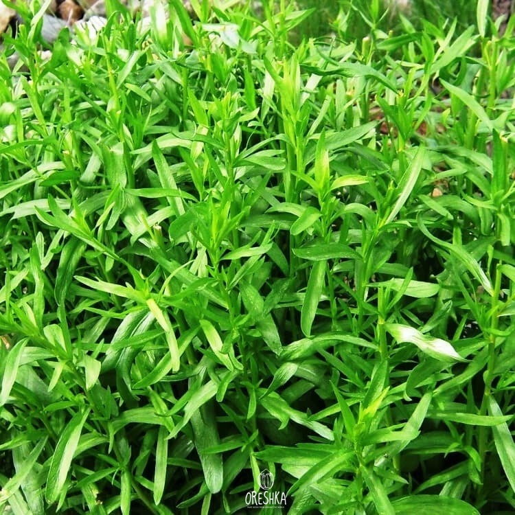 Seeds of Tarragon Goodwin (Artemisia dracunculus) — 30 pcs