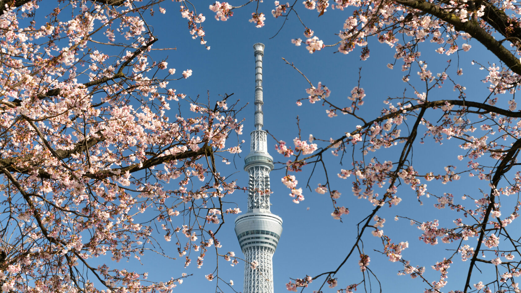 Tokyo Skytree и Токийская башня — панорамы современного Токио
