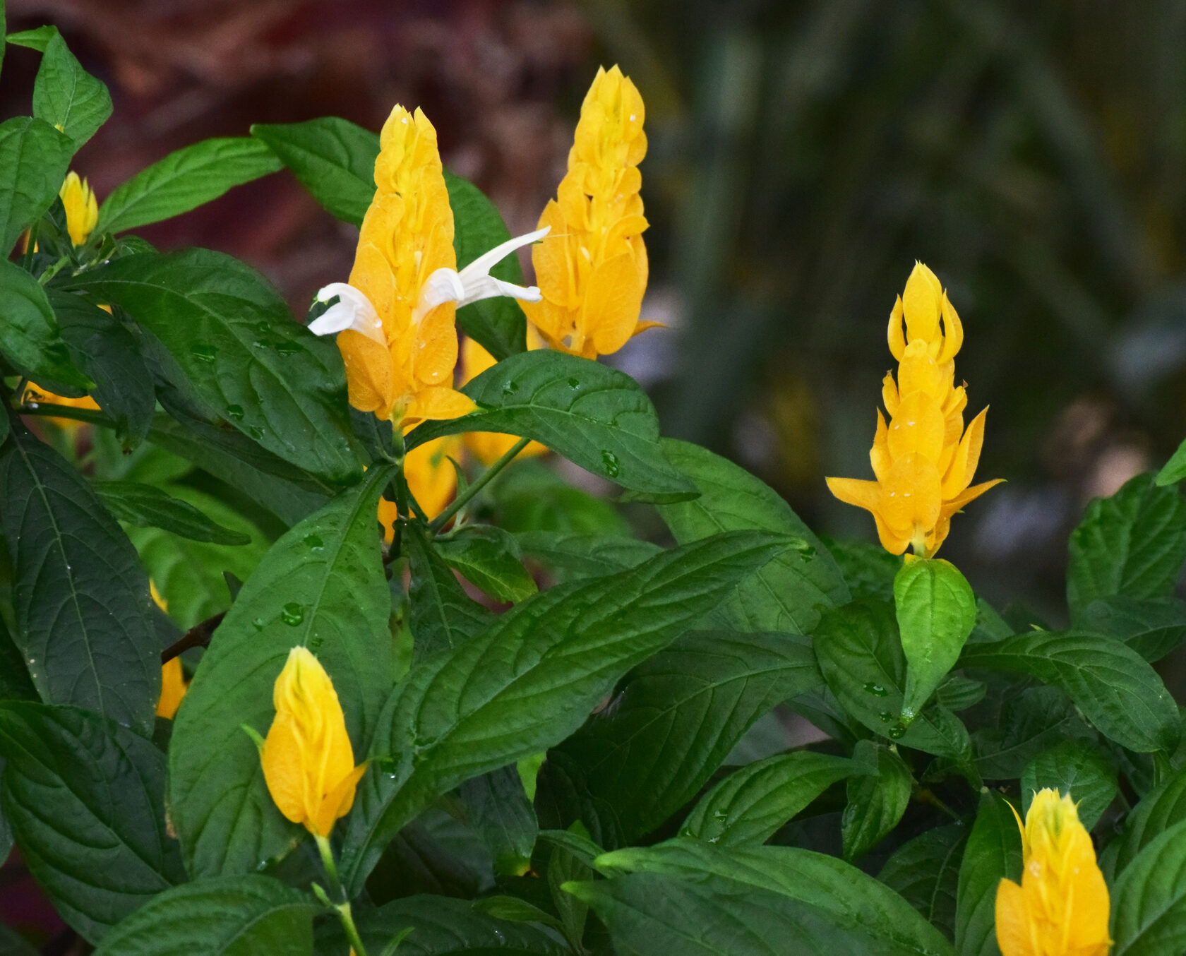 Пахистахис. Ботанический сад КемГУ. Фото Журавлевой Л.В.
