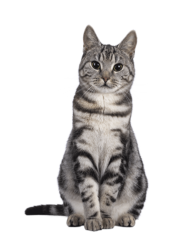 серый кот сидит прямо домашняя кошка портрет