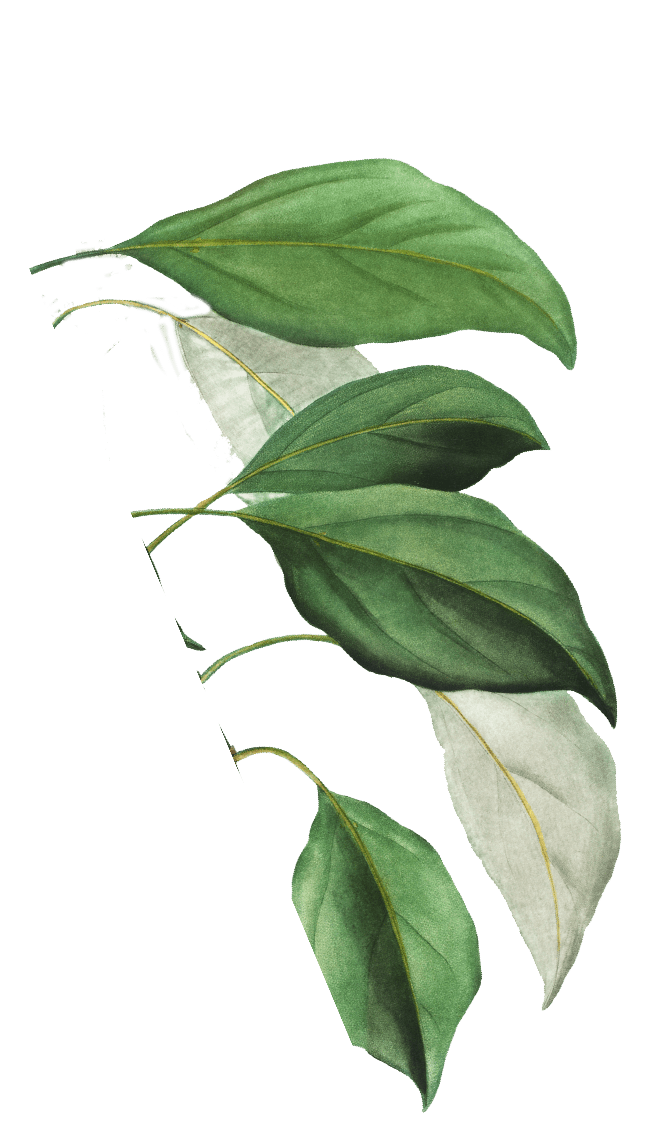 натуральная косметика, магазин профессиональной косметики, крем для ног, крем для ног с мочевиной, крем для ног купить, масло для ногтей, масло монарды для ногтей, масло для ногтей купить, косметика для ногтей, дезодорант для ног