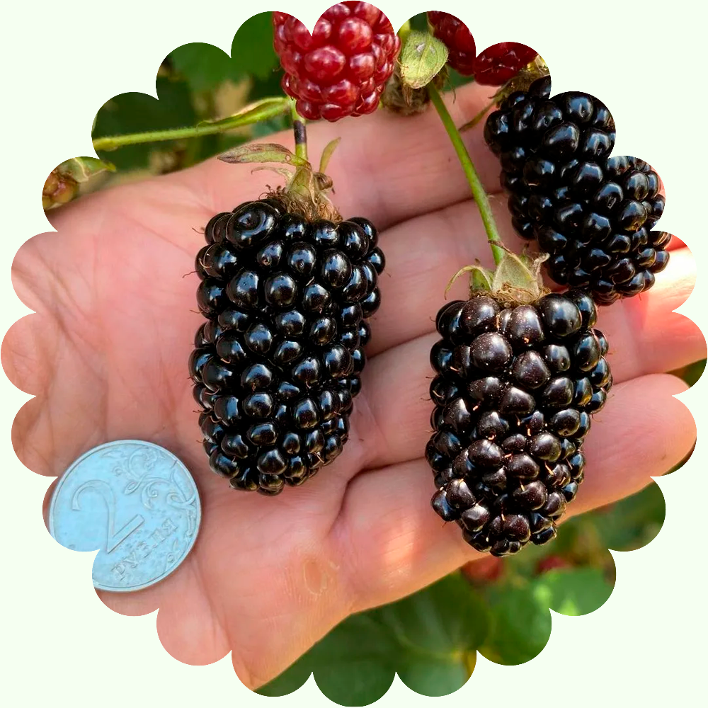 Ежевика бесшипная Натчез