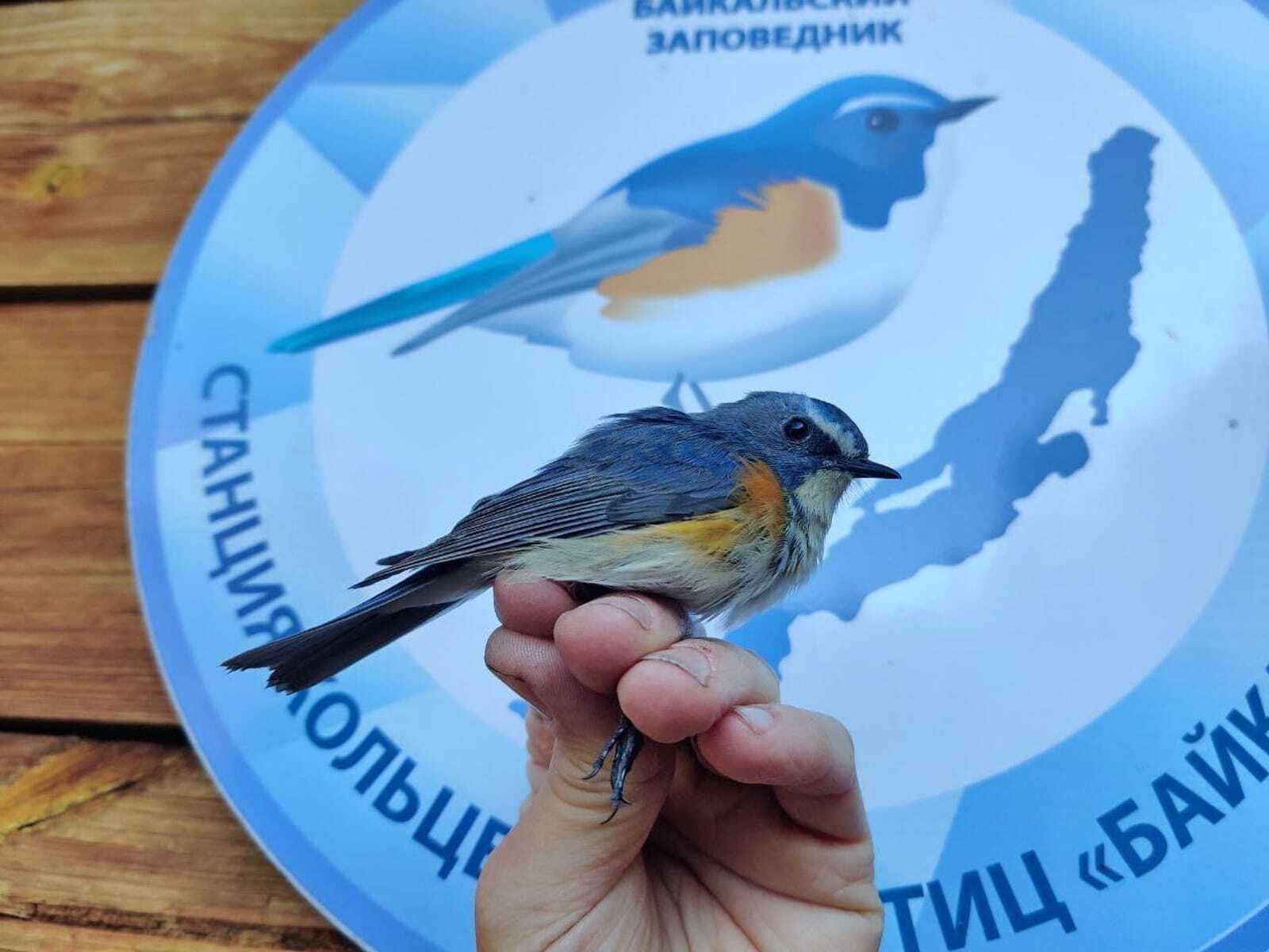 Станция кольцевания 