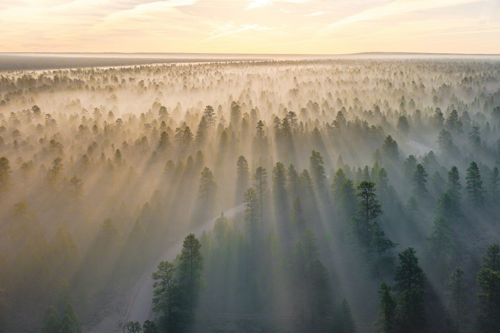 Утренний лес