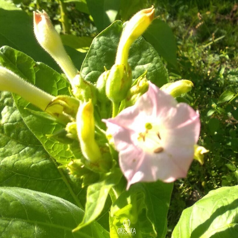 Seeds of Tobacco yellow twist bud (Nicotiana tabacum) — 300 pcs