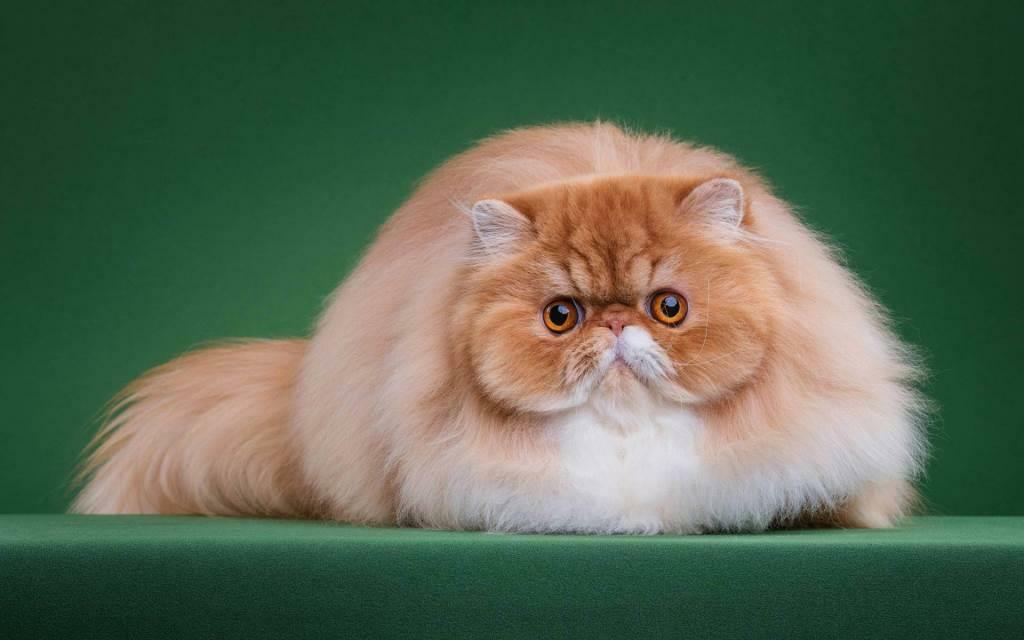 История породы персидская кошка