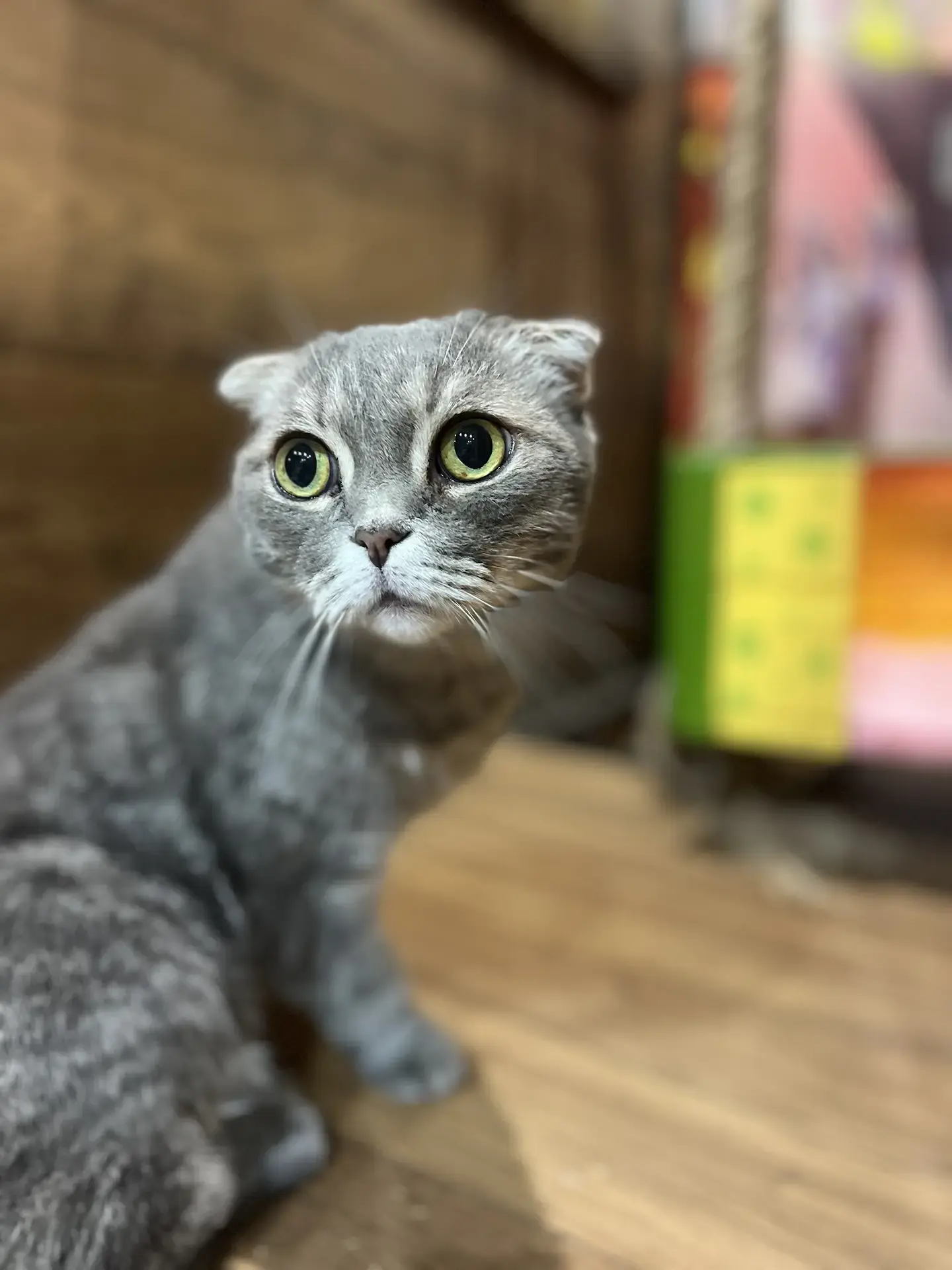 Многоуровневый номер для кошки