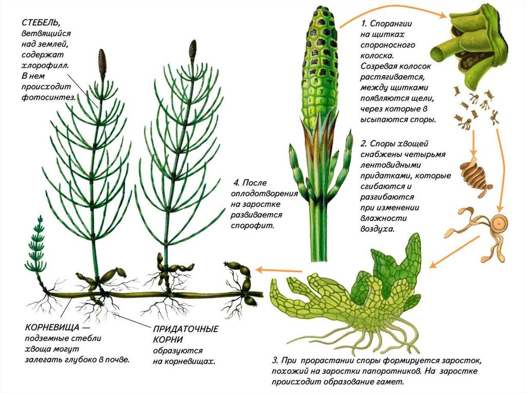 Строение хвоща рисунок