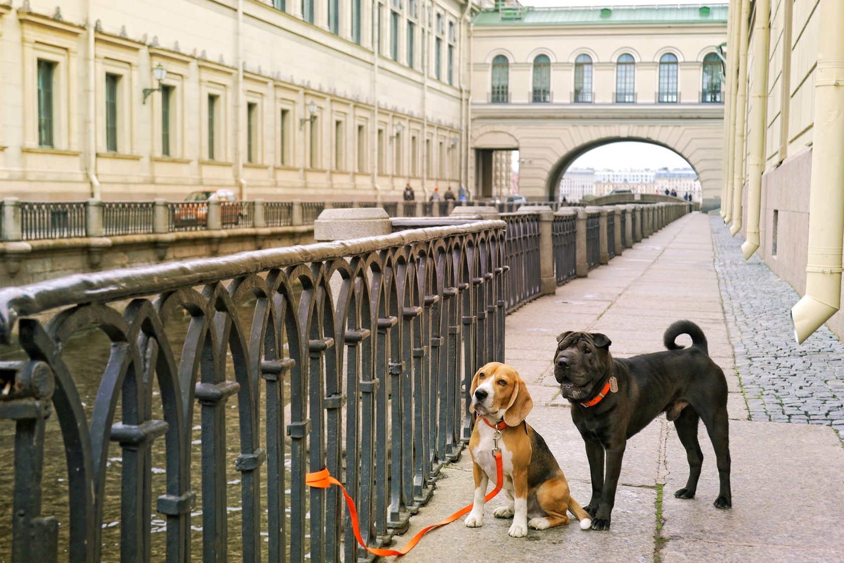 Гулять с собаками москва. Прогулки по Петербургу. Прогулка. Питер прогулка. Прогулка с собакой.