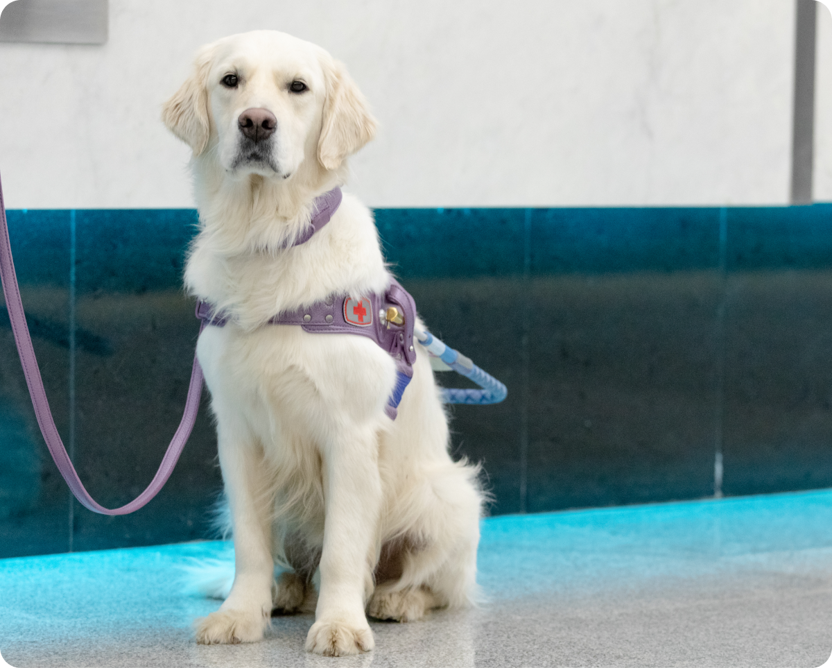 На мраморном полу в коридоре метро сидит голден-ретривер кремового окраса по кличке Маршал. Собака расслаблена, сидит ровно, взгляд устремлен на фотографирующего. У Маршала пушистая шерсть, которая на шее, груди и животе непослушно завивается в разные стороны. На нем амуниция нежного сиреневого цвета: кожаная шлейка собаки-поводыря с голубой ручкой, классический ошейник и поводок.