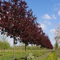 Malus Royalty ruby red ornamental crabapples autumn waxy coating branches