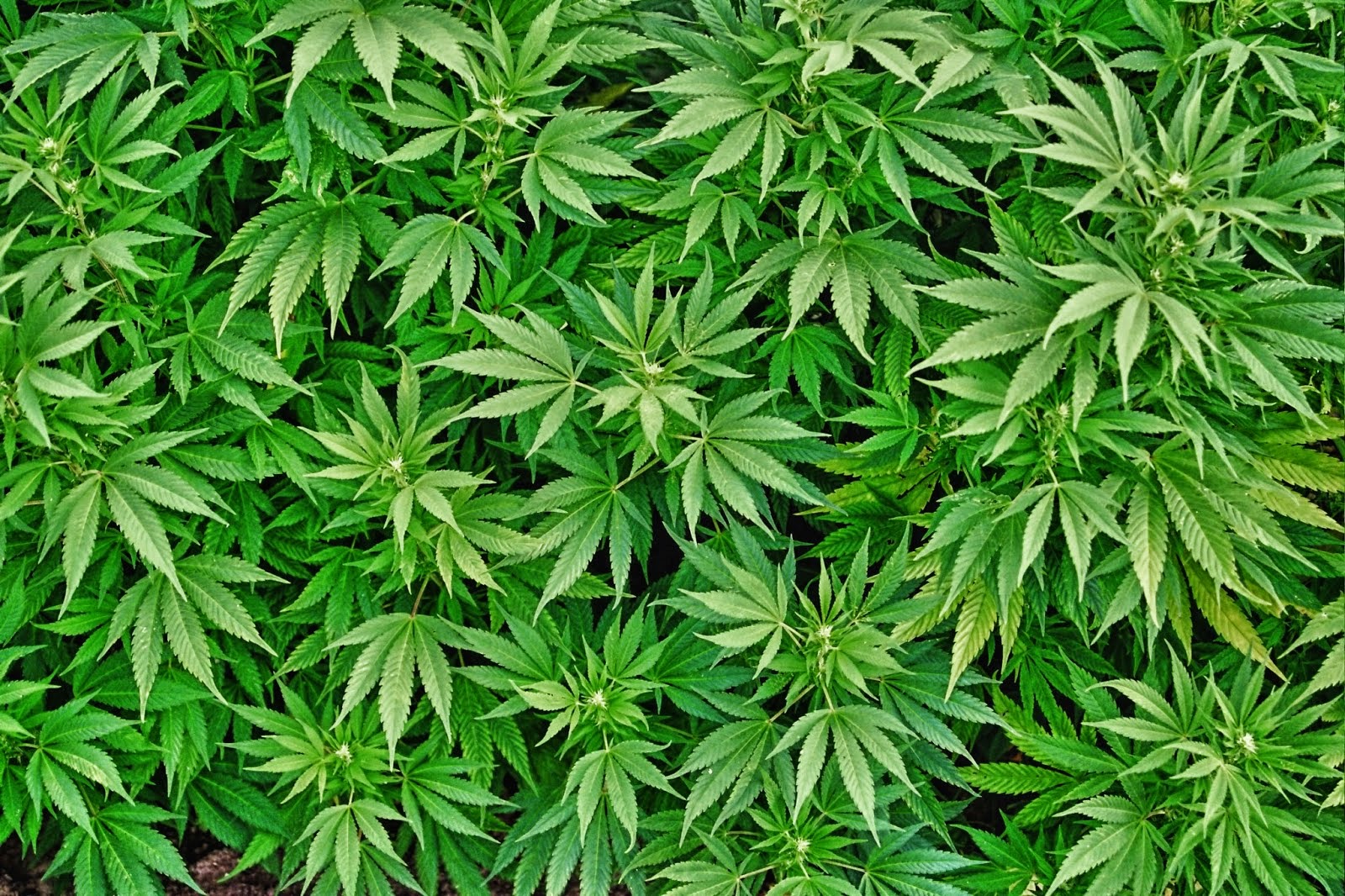 Фон конопля страны легализована марихуаны
