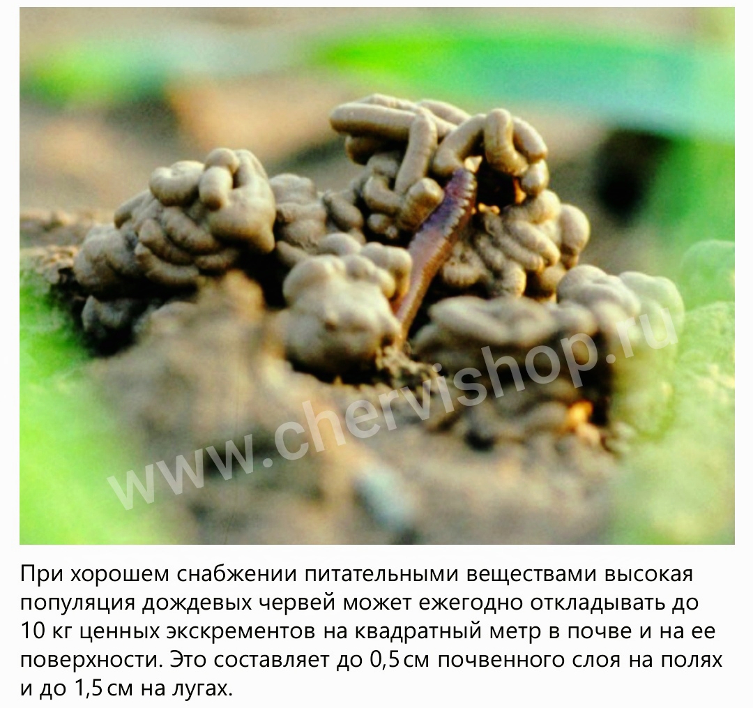 Чем полезны черви