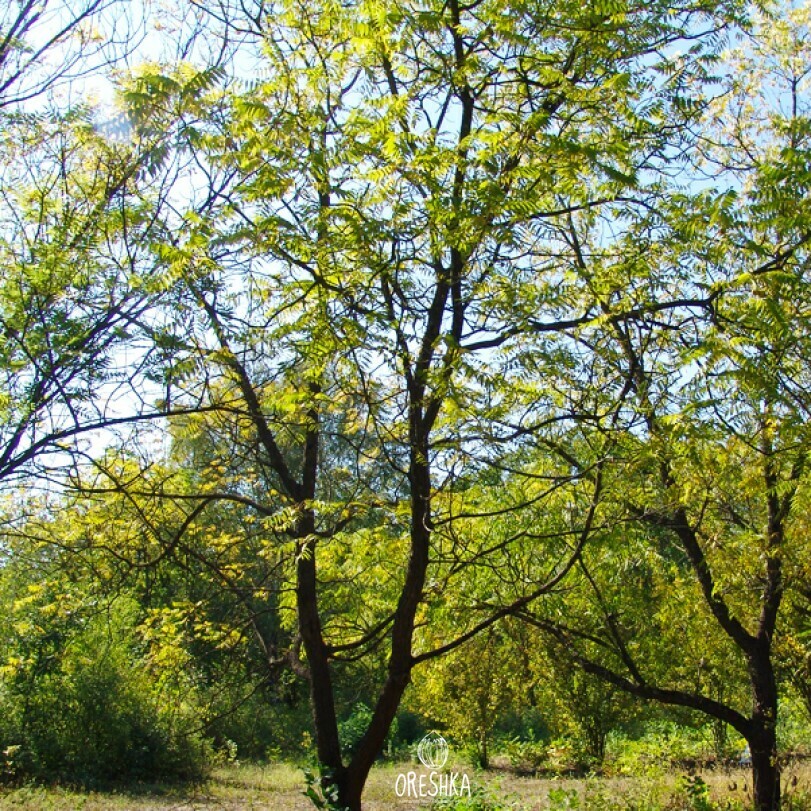 Juglans microcarpa autumn golden foliage feathery canopy urban ornamental