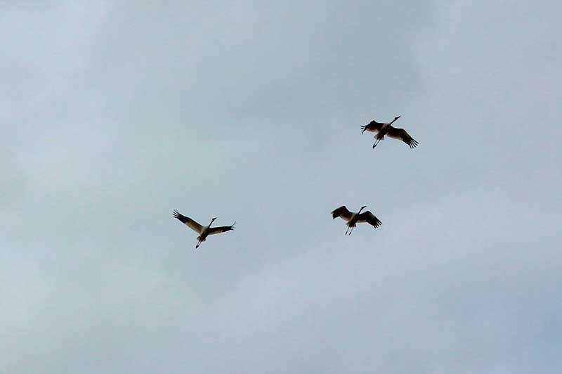 Торейские озёра – главная достопримечательность Даурского заповедника