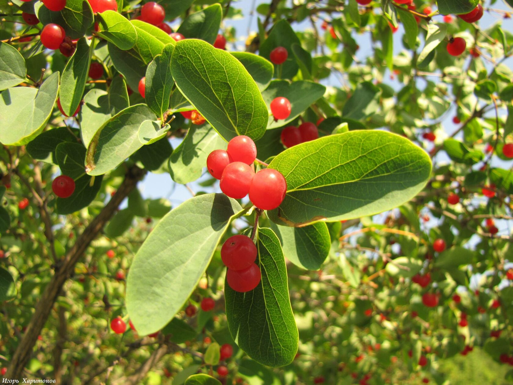 Lonicera tatarica жимолость Татарская