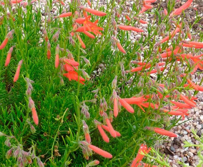 Penstemon pinleaf