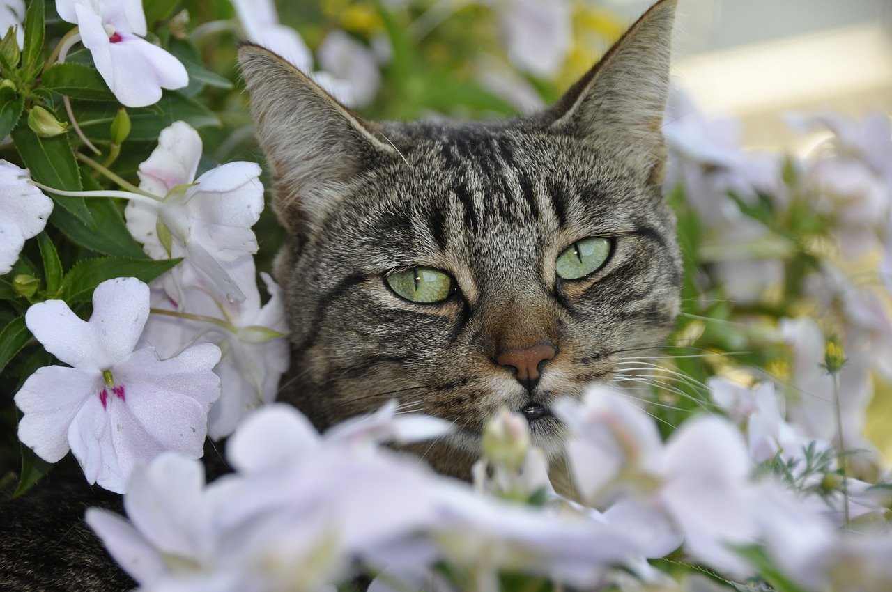 Кот орет весной что делать, кот весной, кошка весной