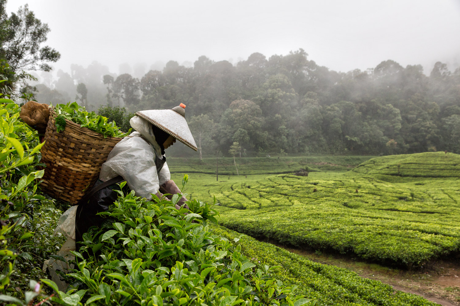 Девушка индонезийка собирает чай в пасмурную погоду