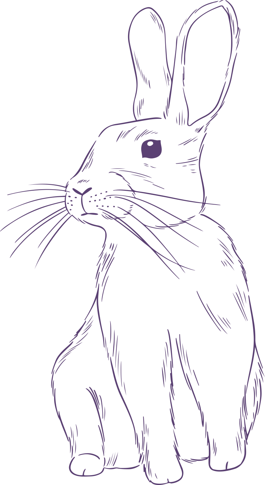 Уникальный музей зайцев и кроликов г. Солнечногорск Московской области