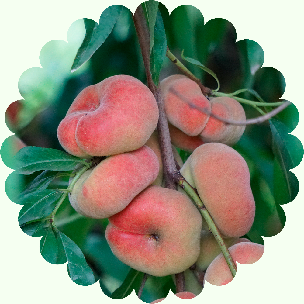 Персик инжирный бельмондо