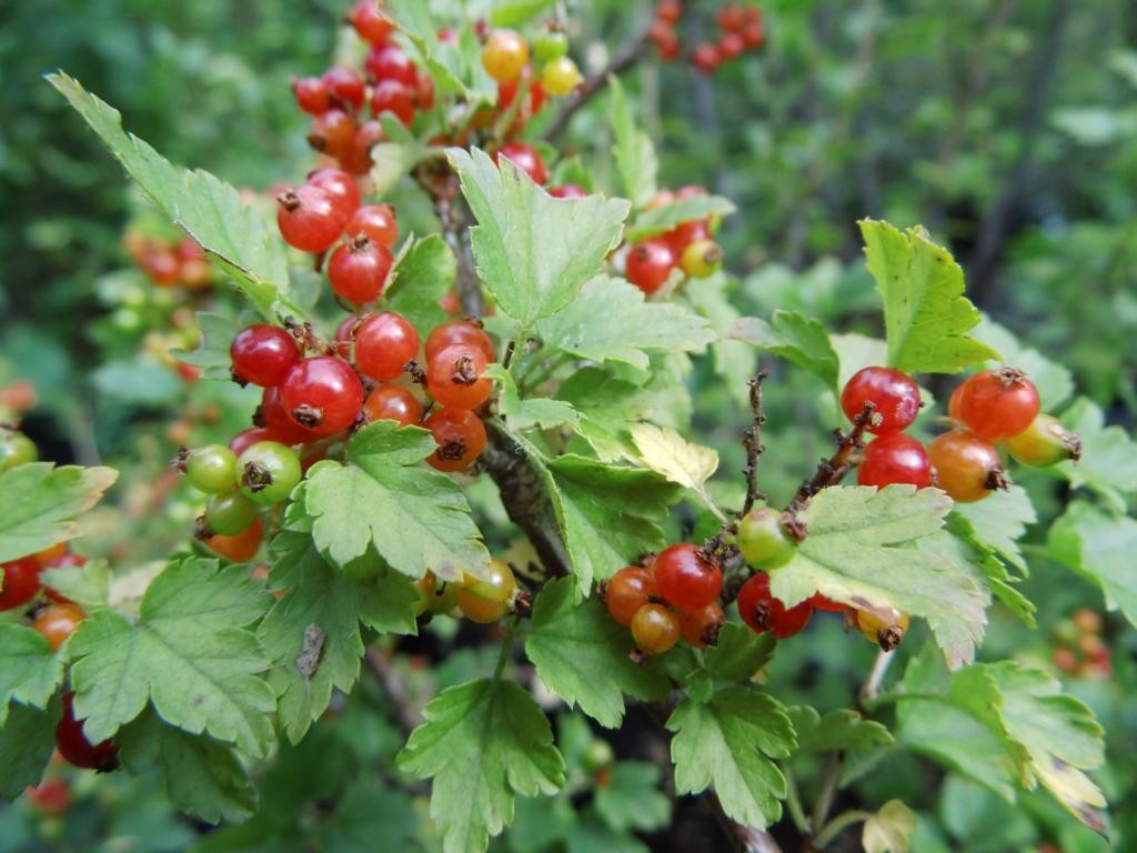 Смородина Альпийская ribes alpinum