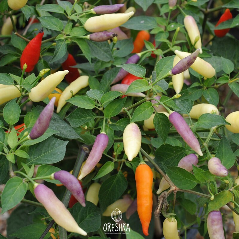 Seeds of Hot pepper Aji omnicolor (Capsicum) — 5 pcs