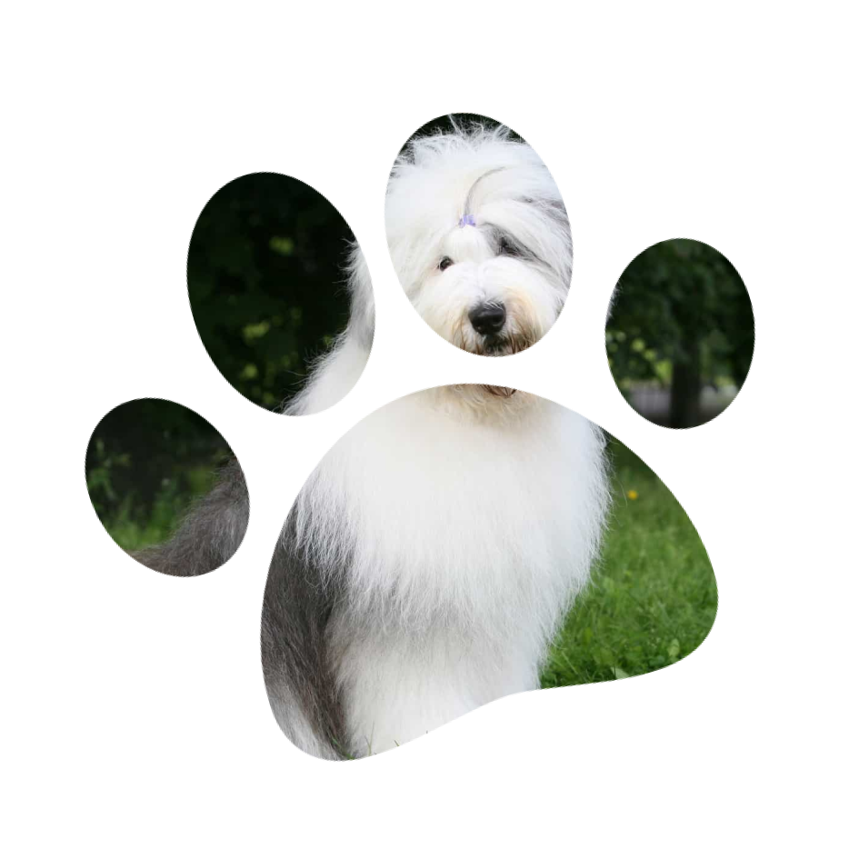 Стрижка собак крупных пород в груминг салоне Милорд Аэропорт