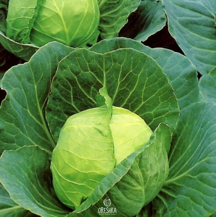 Seeds of White cabbage Gribovskaya (Brassica oleracea var. capitata) — 30 pcs