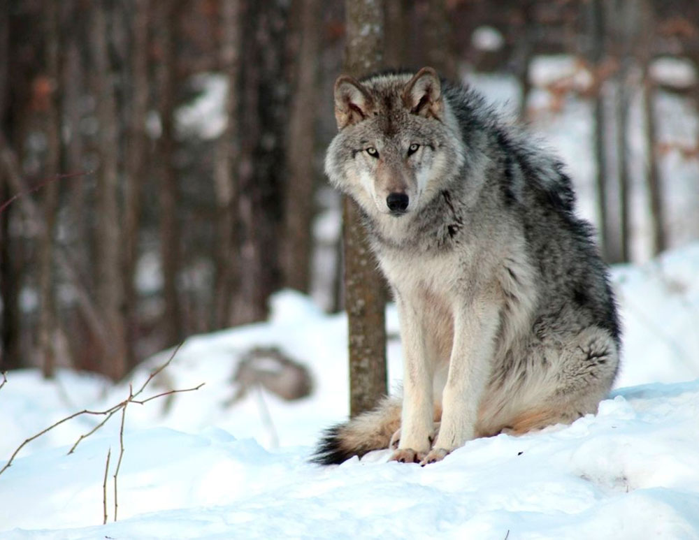 Волк или серый волк