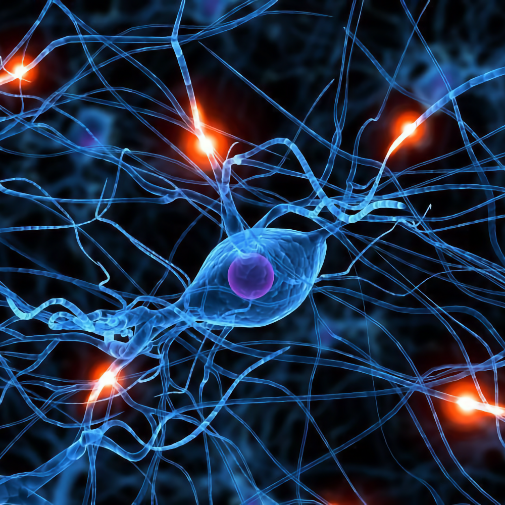 Обнаружен белок, который позволяет восстановить периферические нервы