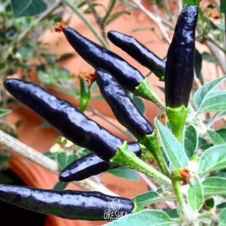 Seeds of Hot pepper Goats weed (Capsicum) — 5 pcs
