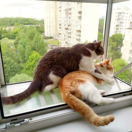 Выгул для кошек на окно