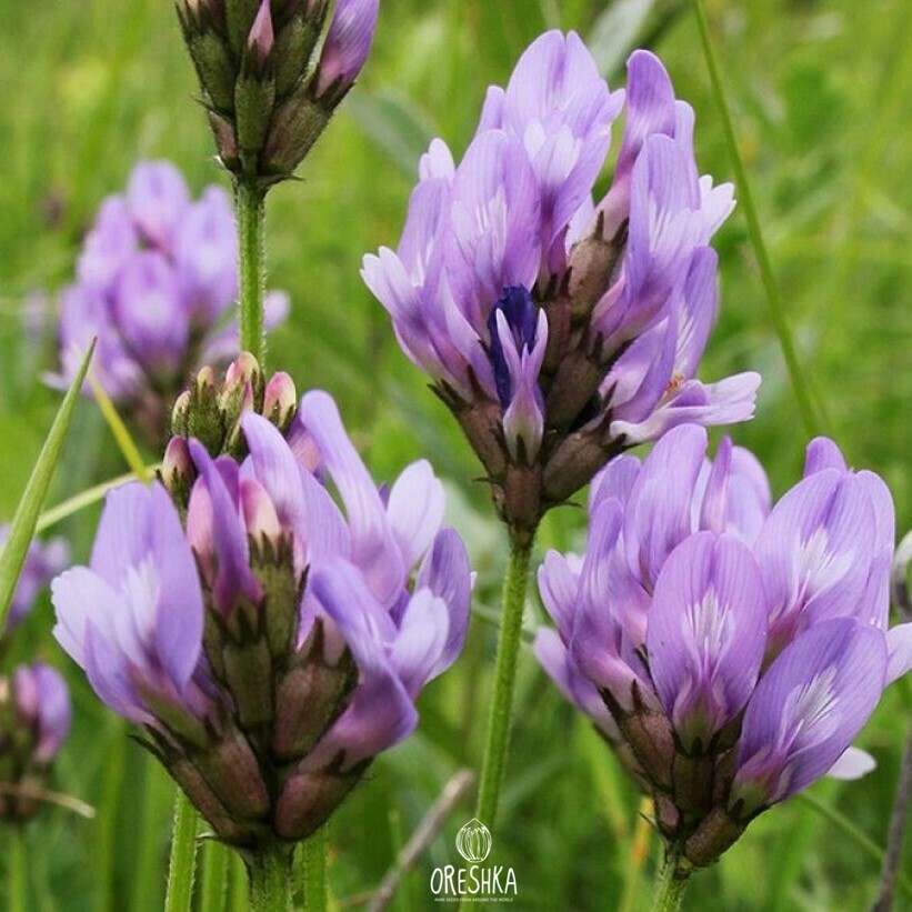 Seeds of purple milk-vetch (Astragalus danicus) — 15 pcs