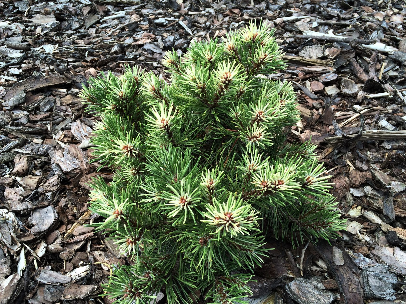 Pinus mugo Milky way