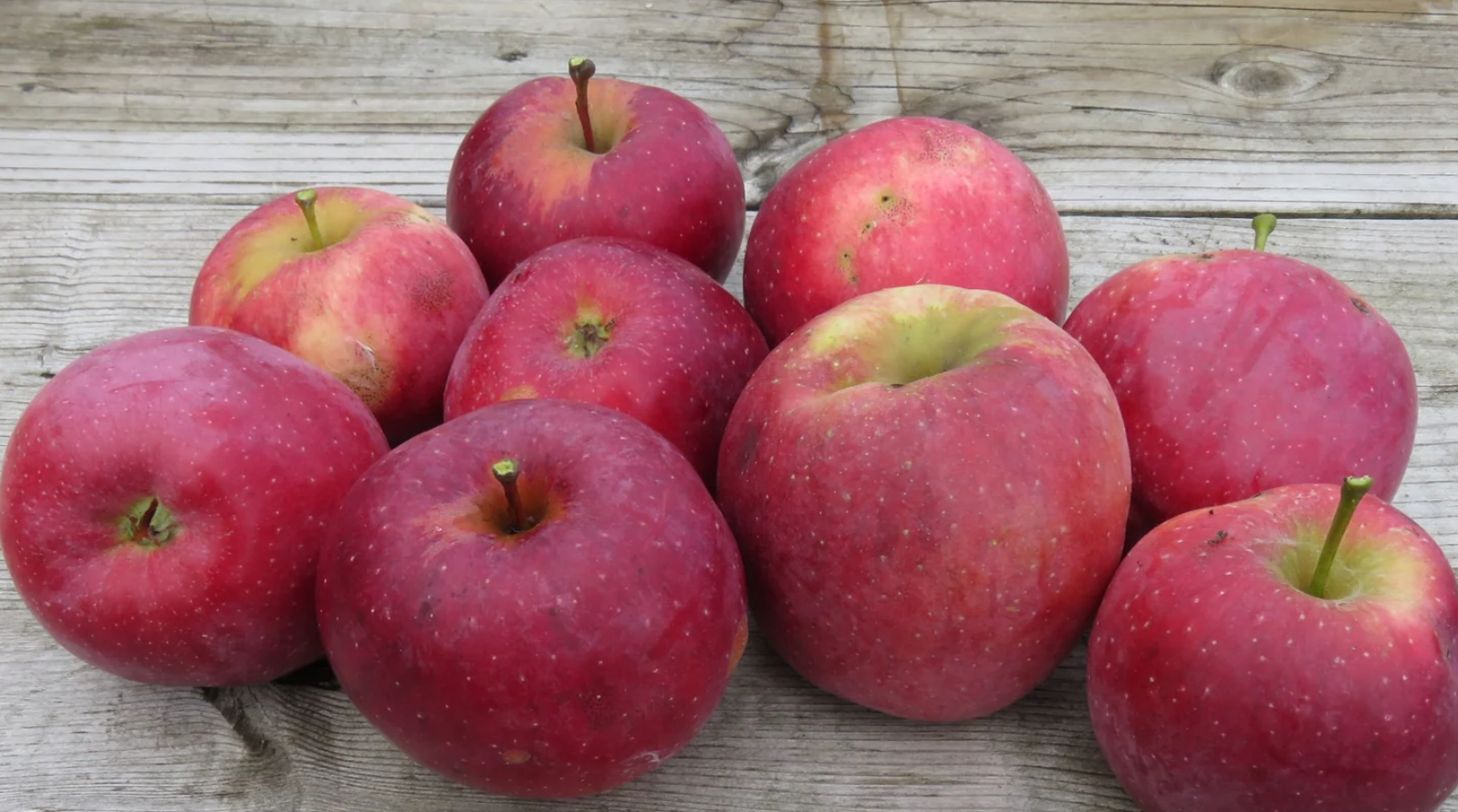 Яблоня Флорина - прекрасный сорт для любителей сочных яблок