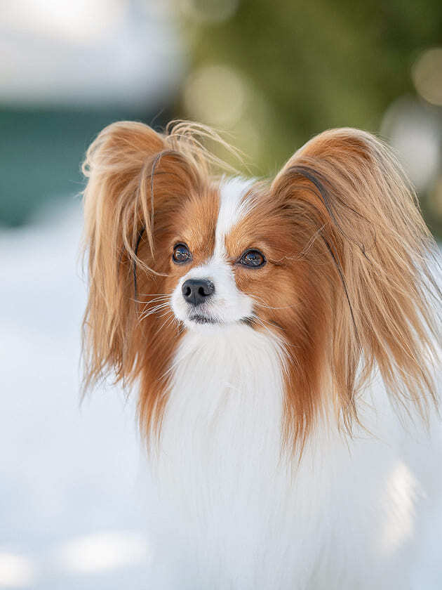 бело-соболиный папийон на улице зимой