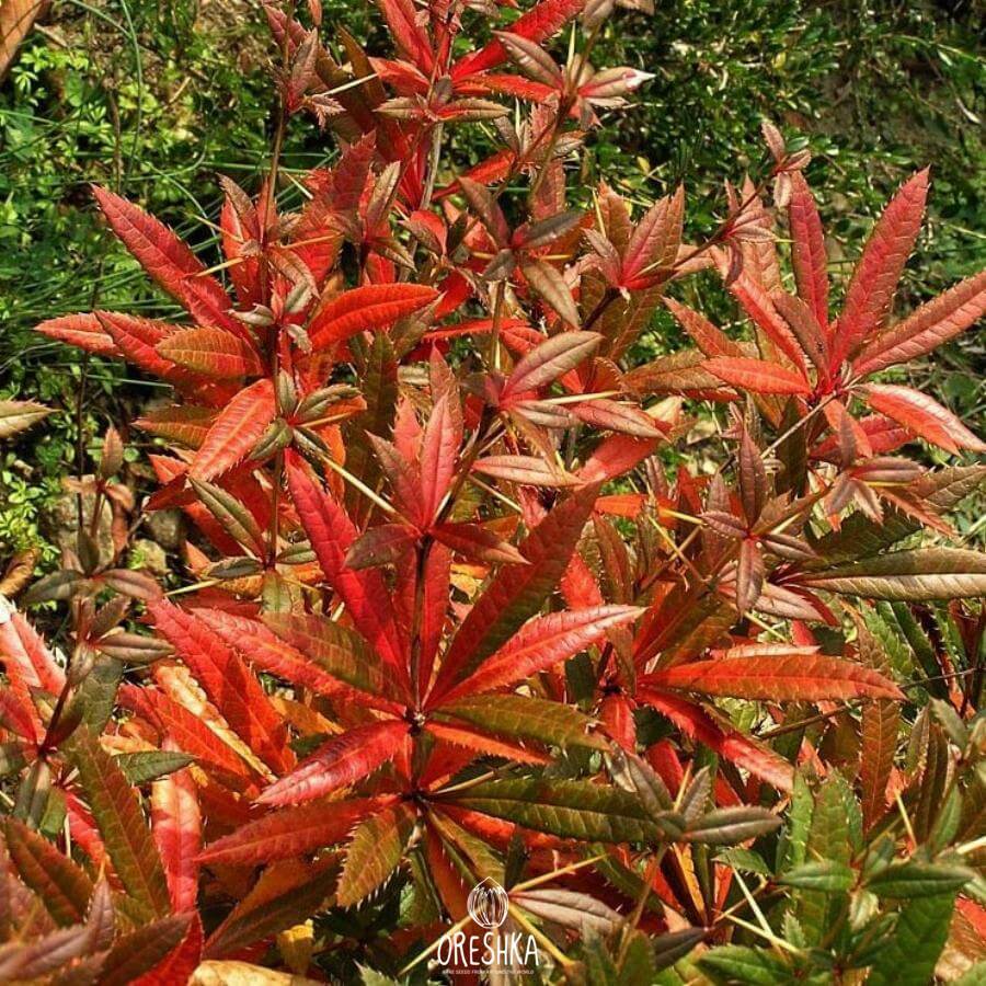 барбарис юлиана. барбарис вечнозеленый юлиана. барбарис юлианы. барбарис юлианы. барбарис юлиана.