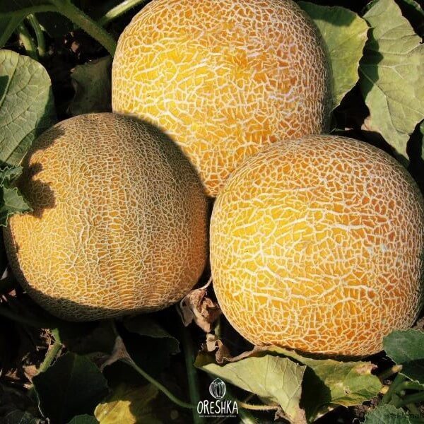 Seeds of Melon collective farmer (Cucumis melo) — 10 pcs