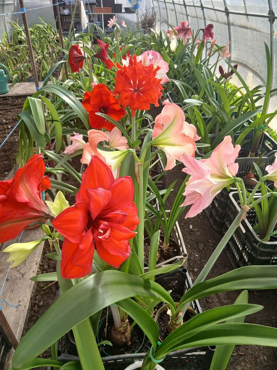 Пакування