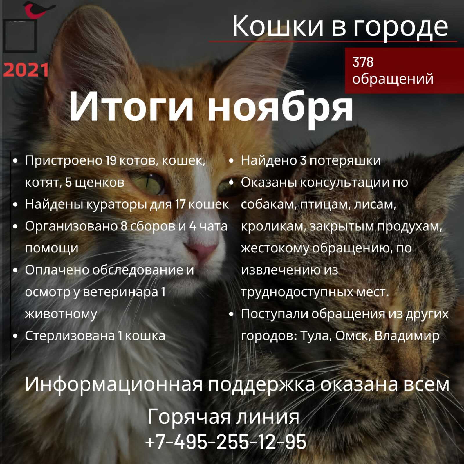 Помощь кошкам