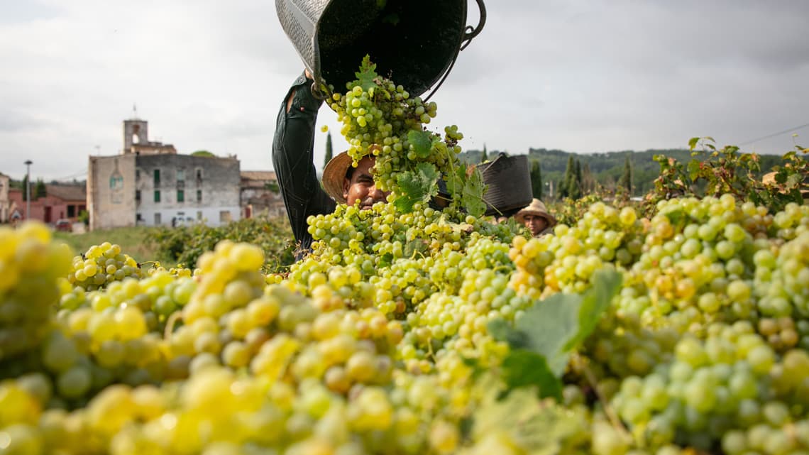 Vineyard near me Penedes from Barcelona | Casamiga Events