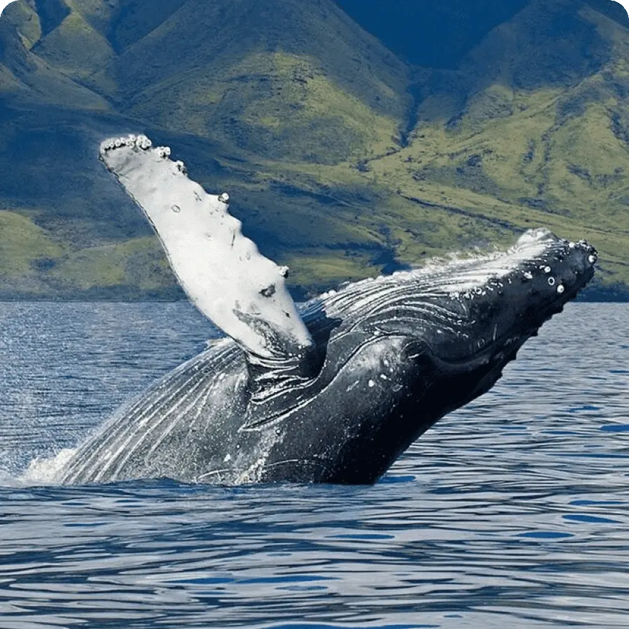 Тур в ЮАР 2024-2025 - Экспедиция к китам